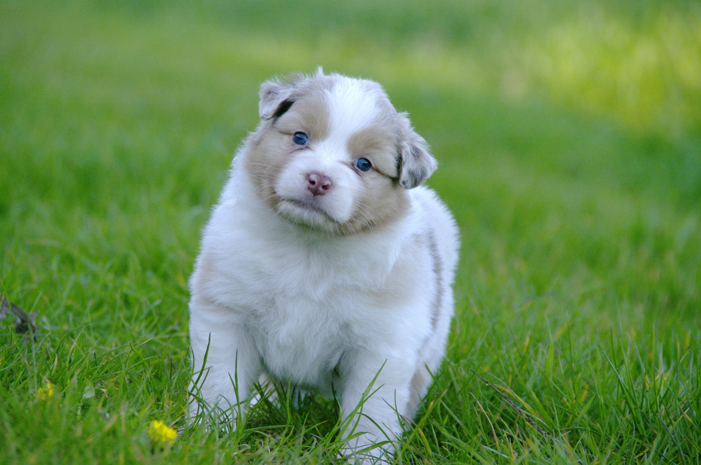 Des Bergers D'eden - Chiots disponibles - Berger Australien