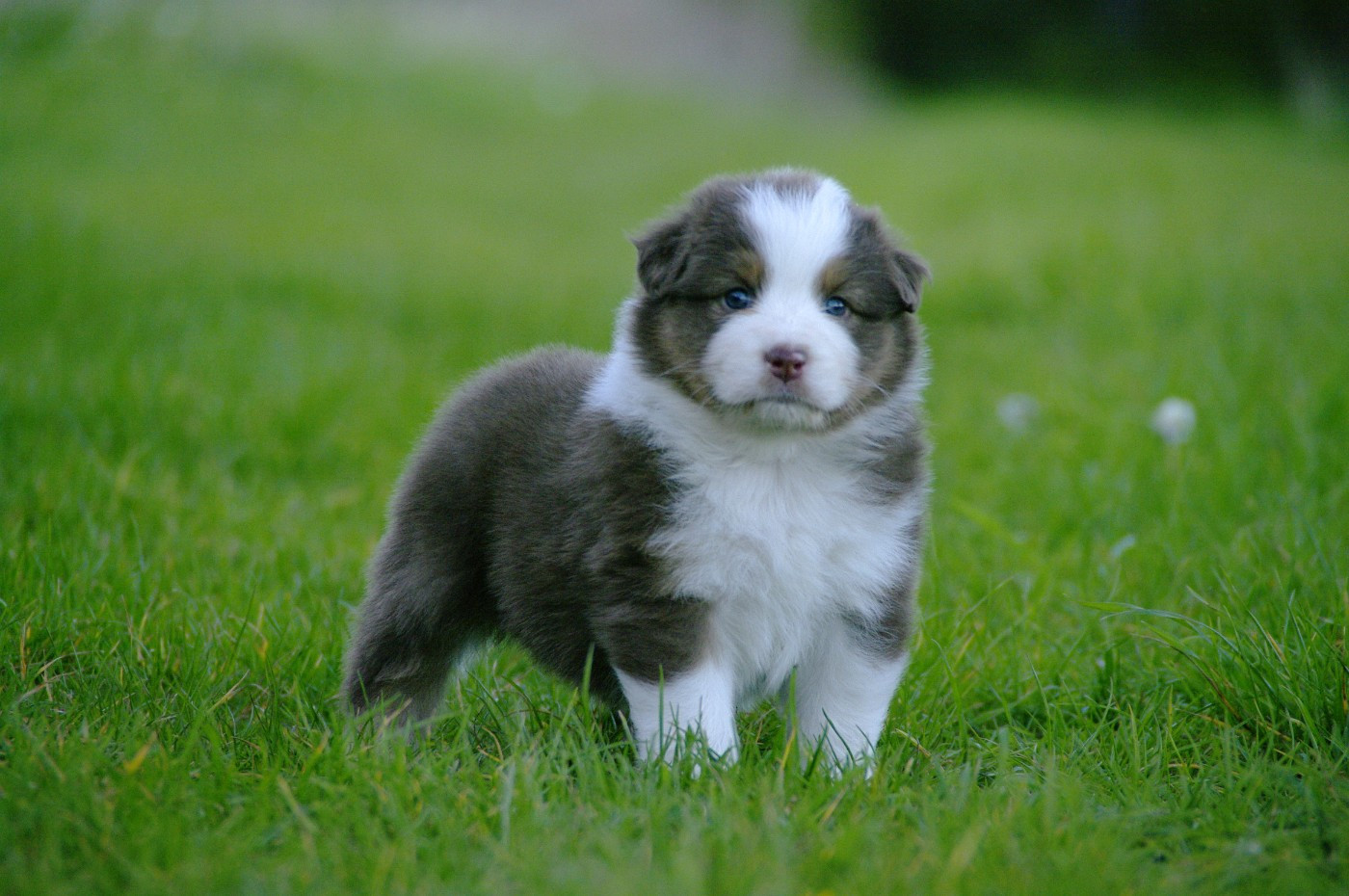 Des Bergers D'eden - Chiots disponibles - Berger Australien