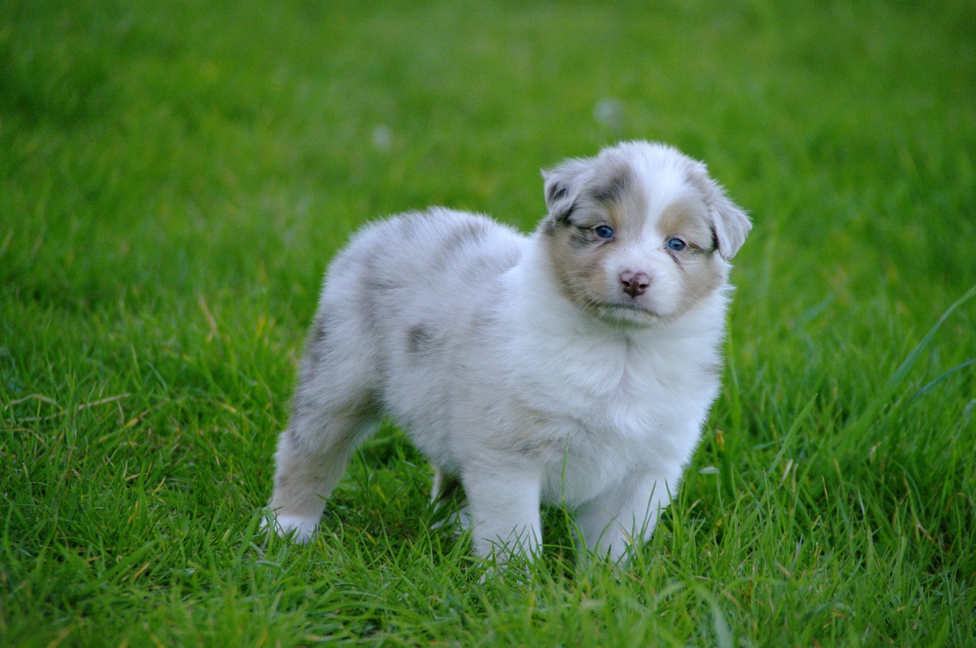 Des Bergers D'eden - Chiots disponibles - Berger Australien