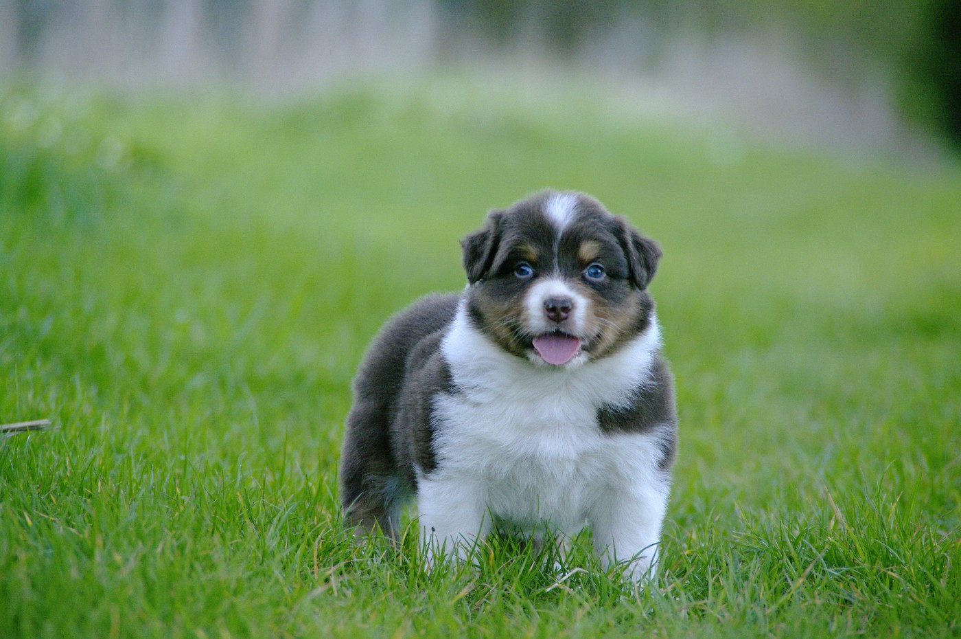 Des Bergers D'eden - Chiots disponibles - Berger Australien