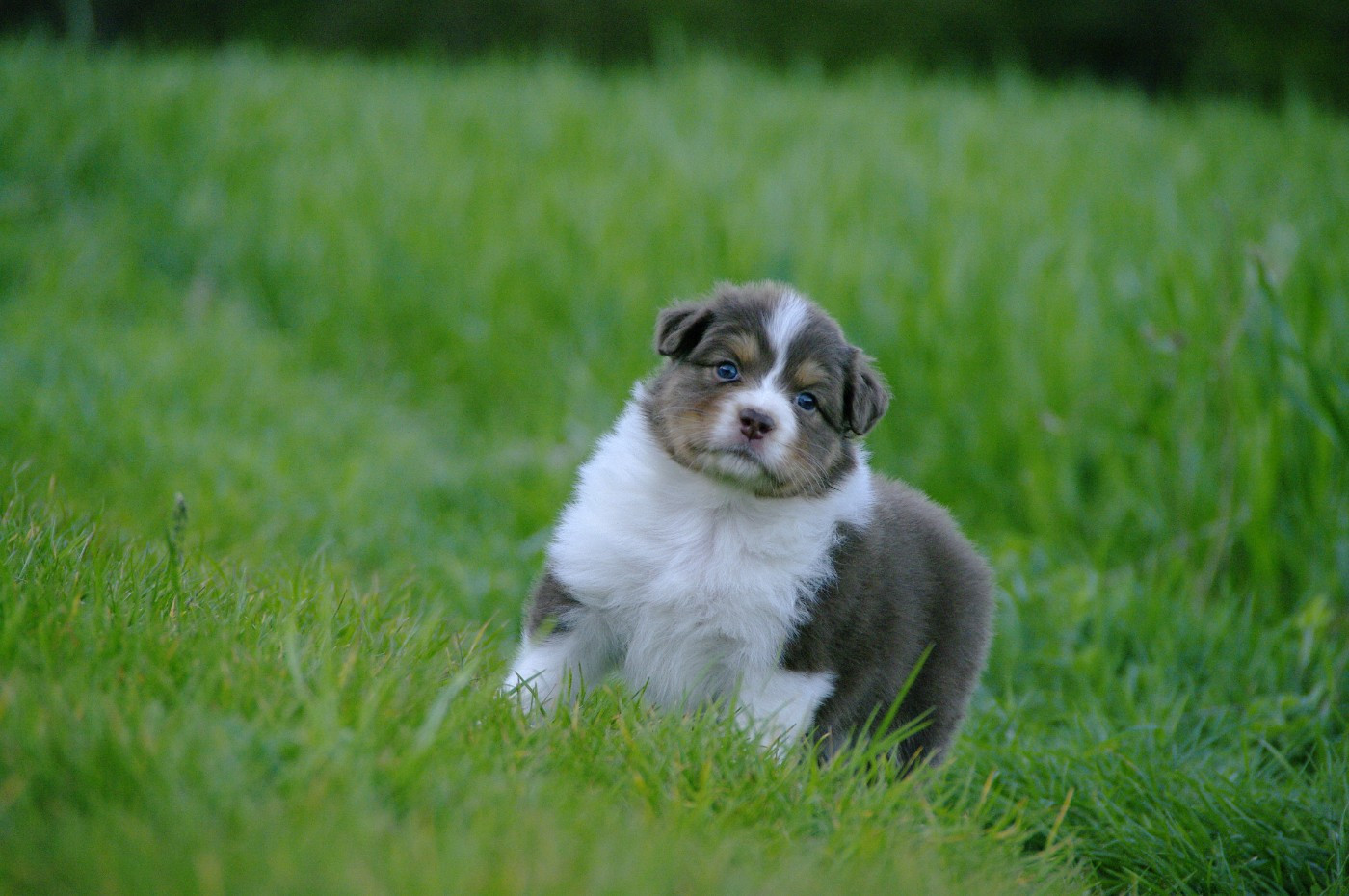 Des Bergers D'eden - Chiots disponibles - Berger Australien