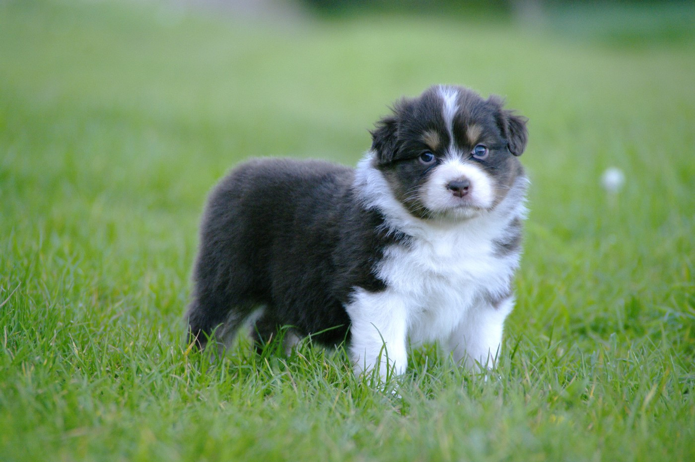 Des Bergers D'eden - Chiots disponibles - Berger Australien