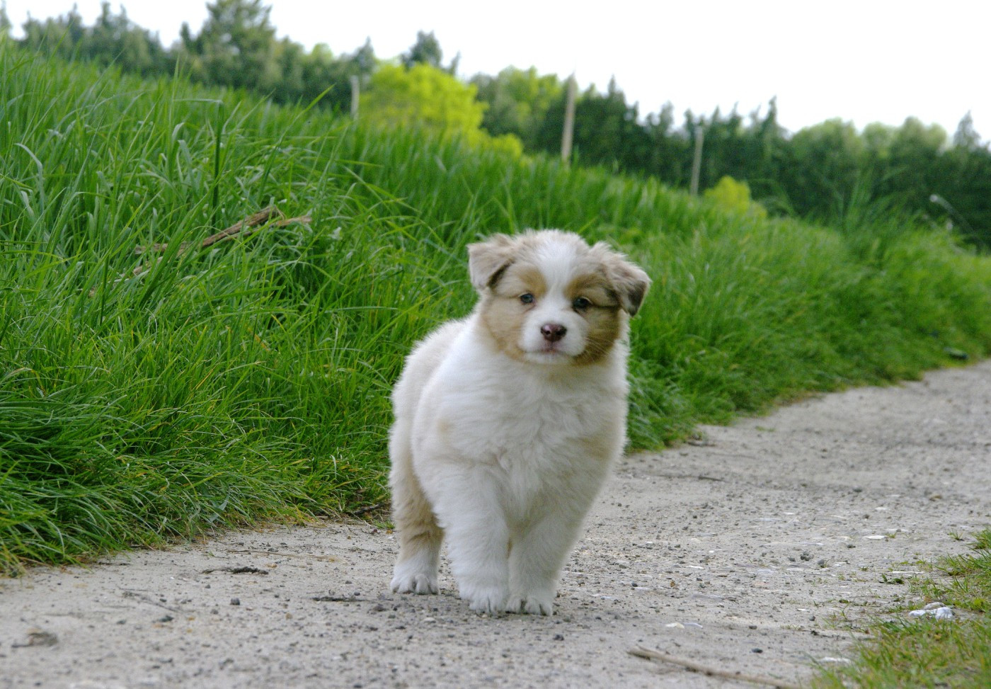 Des Bergers D'eden - Chiots disponibles - Berger Australien