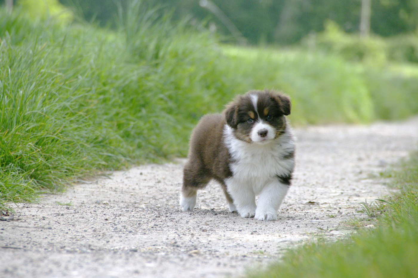 Des Bergers D'eden - Chiots disponibles - Berger Australien