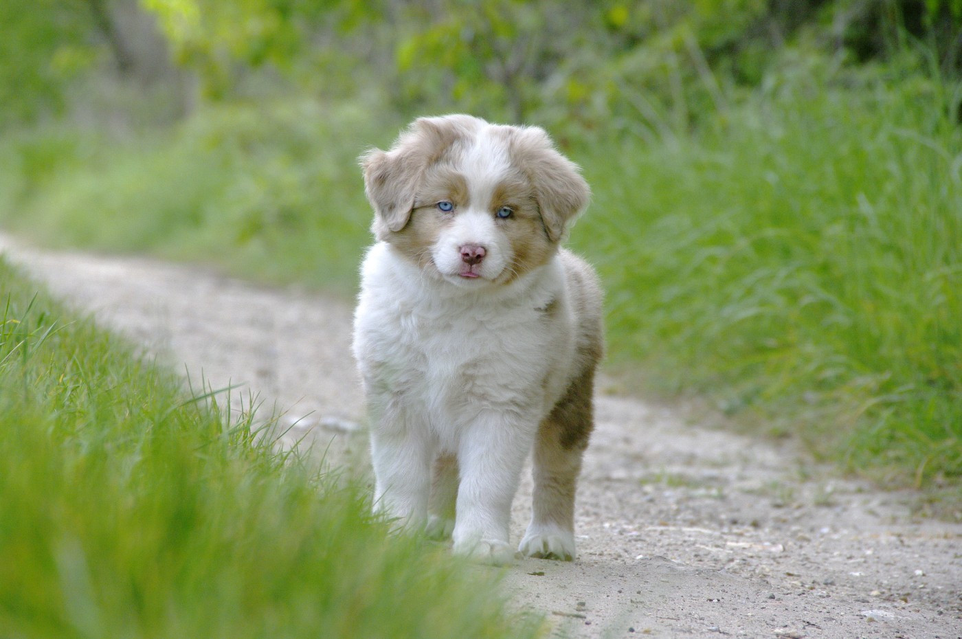 Des Bergers D'eden - Chiots disponibles - Berger Américain Miniature 