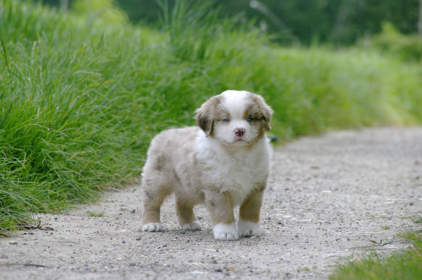 Des Bergers D'eden - Chiots disponibles - Berger Américain Miniature 
