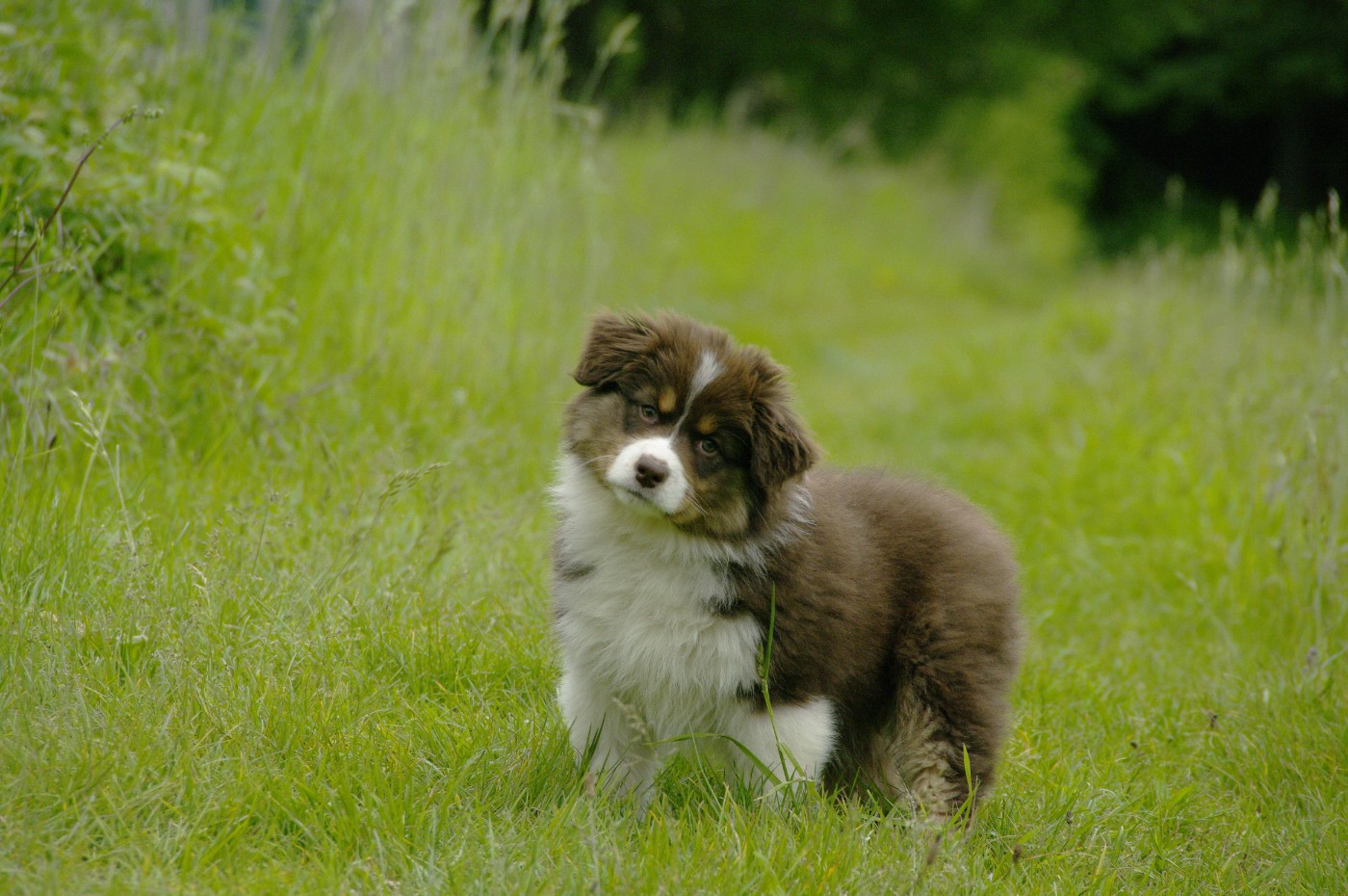 Des Bergers D'eden - Chiots disponibles - Berger Australien