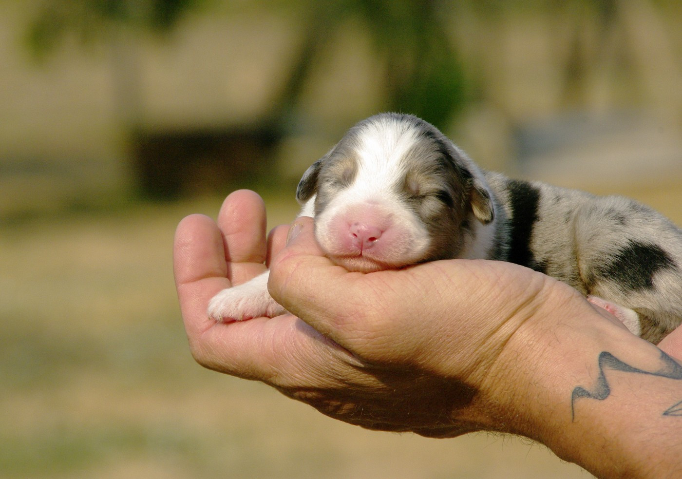 Des Bergers D'eden - Chiots disponibles - Berger Australien