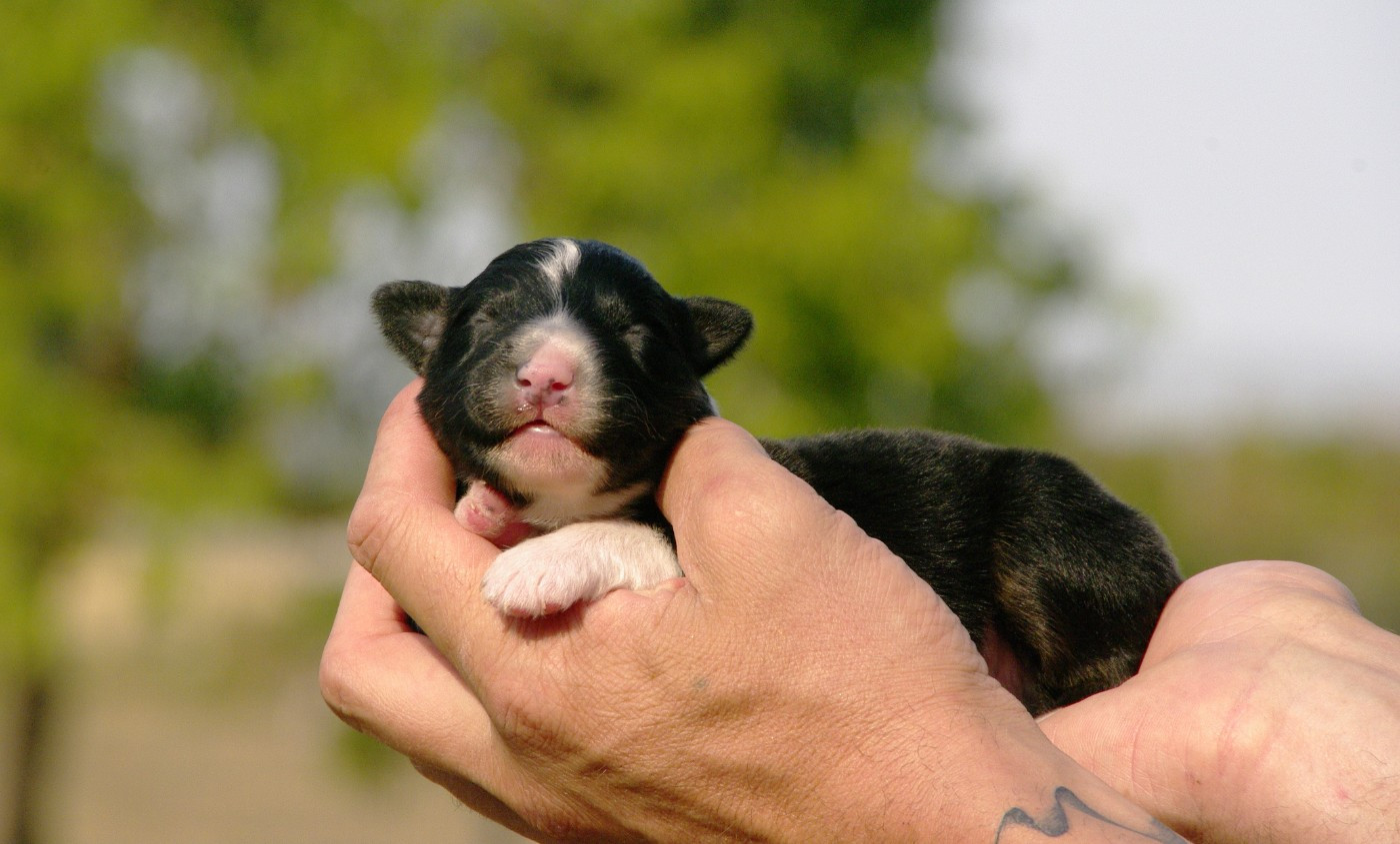 Des Bergers D'eden - Chiots disponibles - Berger Australien
