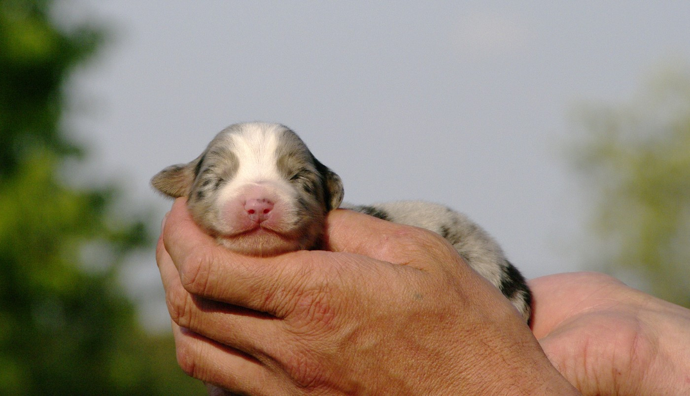 Des Bergers D'eden - Chiots disponibles - Berger Australien