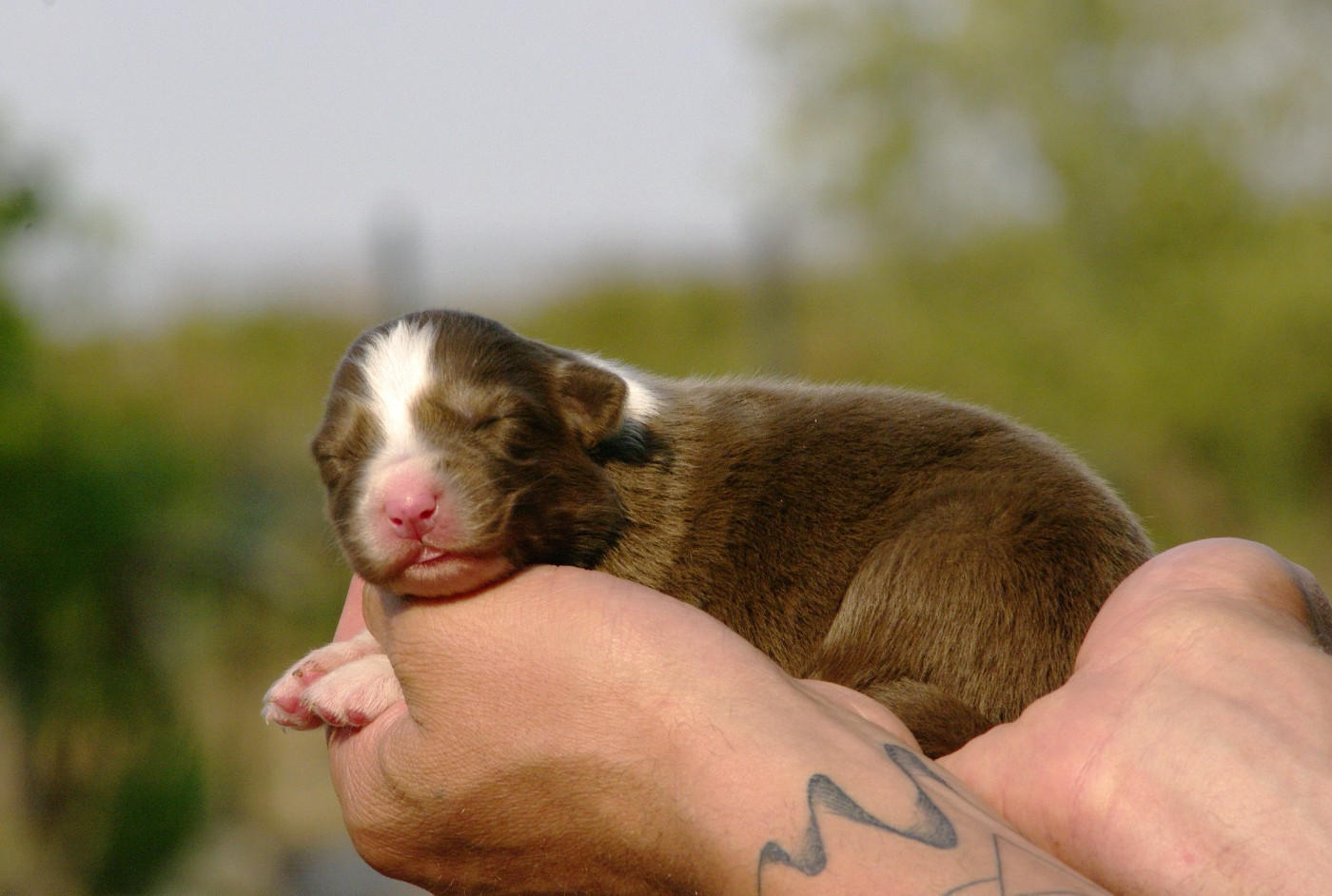 Des Bergers D'eden - Chiots disponibles - Berger Australien
