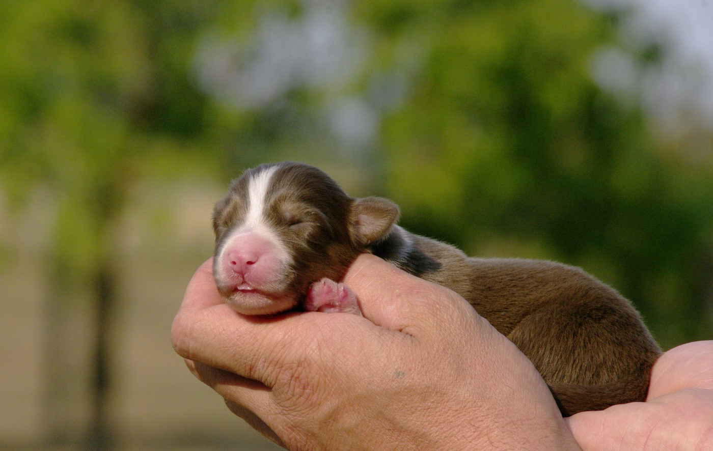 Des Bergers D'eden - Chiots disponibles - Berger Australien