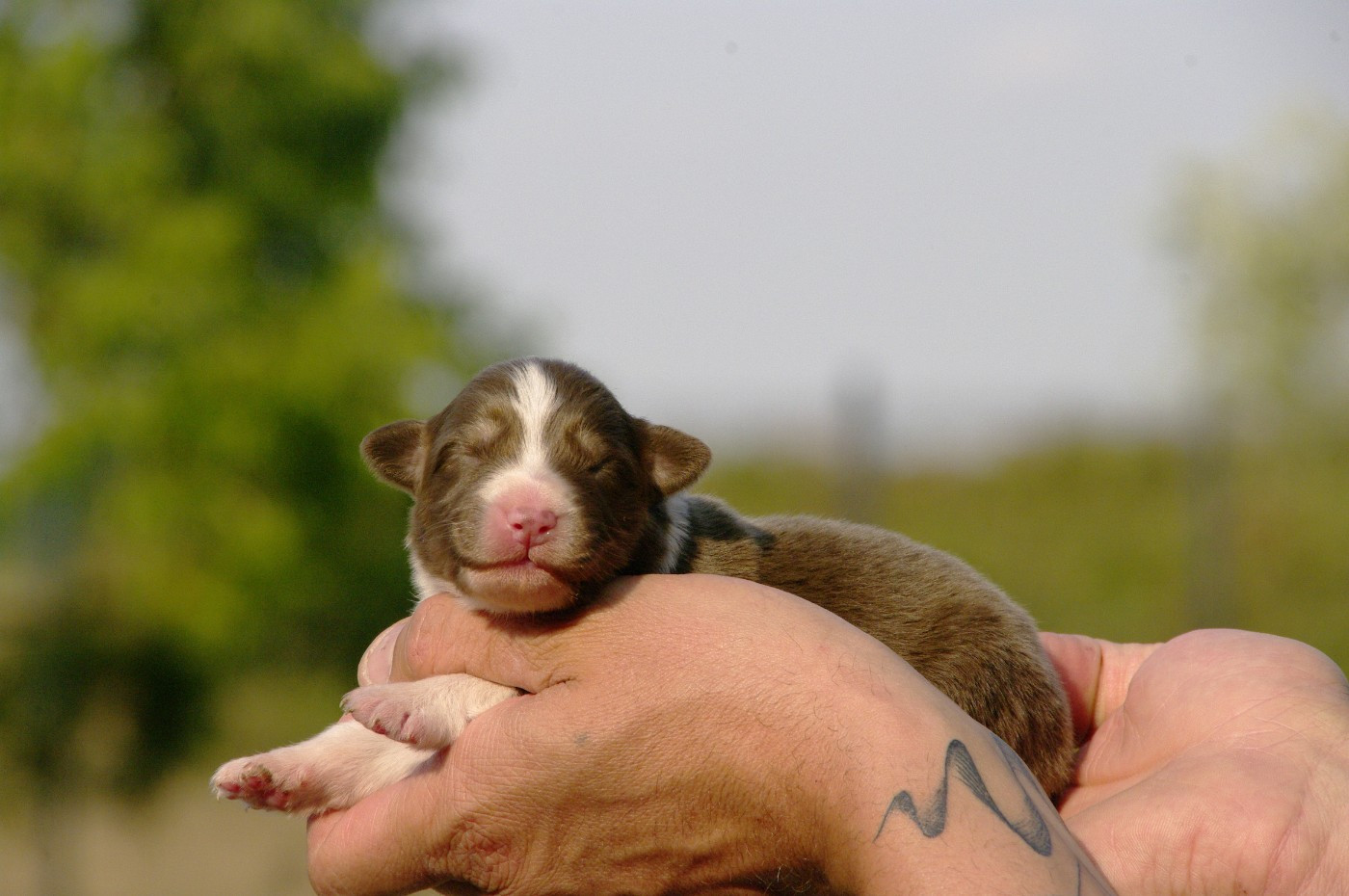 Des Bergers D'eden - Chiots disponibles - Berger Australien