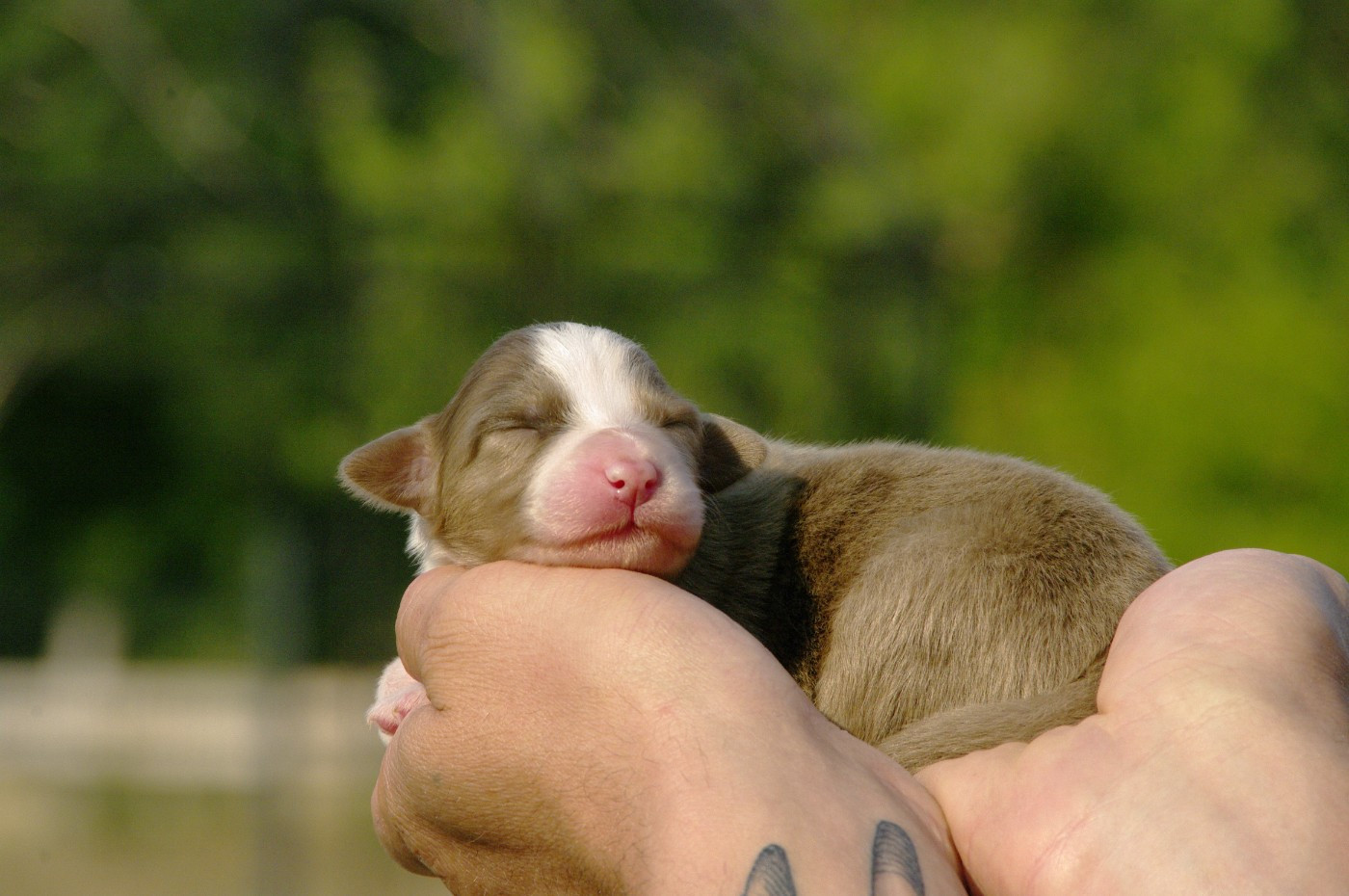 Des Bergers D'eden - Chiots disponibles - Berger Australien