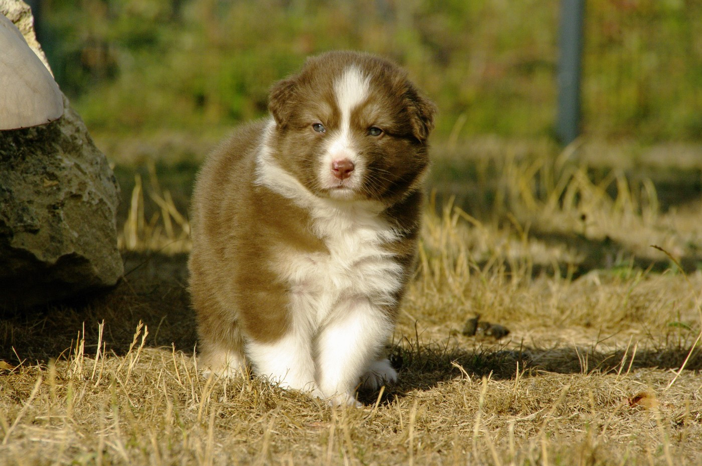 Des Bergers D'eden - Chiots disponibles - Berger Australien