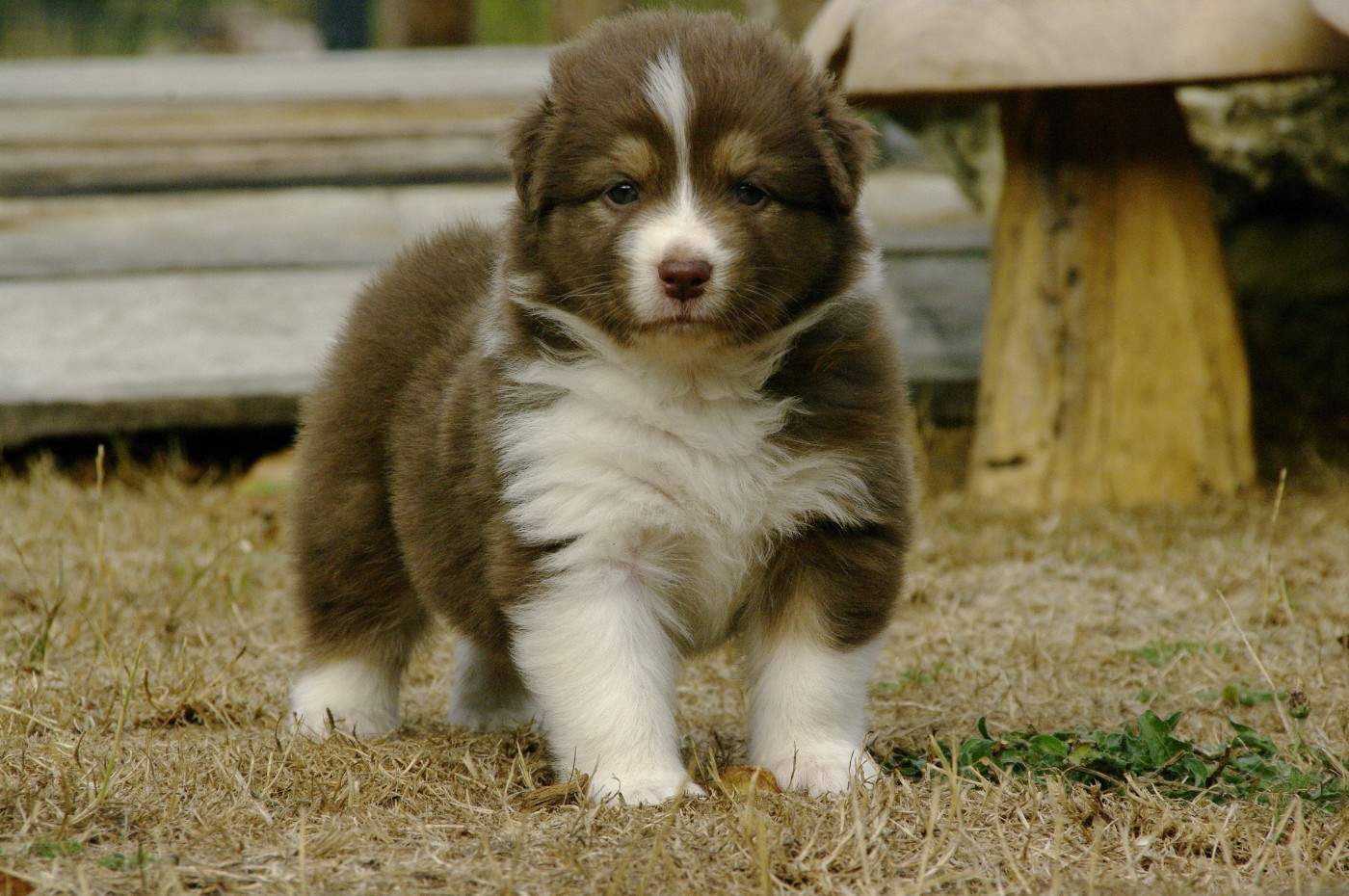 Des Bergers D'eden - Chiots disponibles - Berger Australien