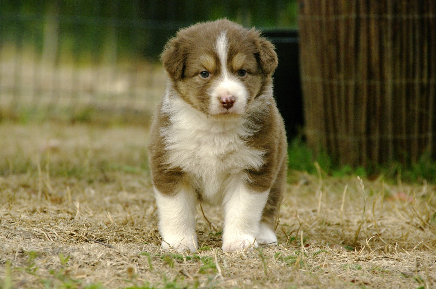 Des Bergers D'eden - Chiots disponibles - Berger Australien