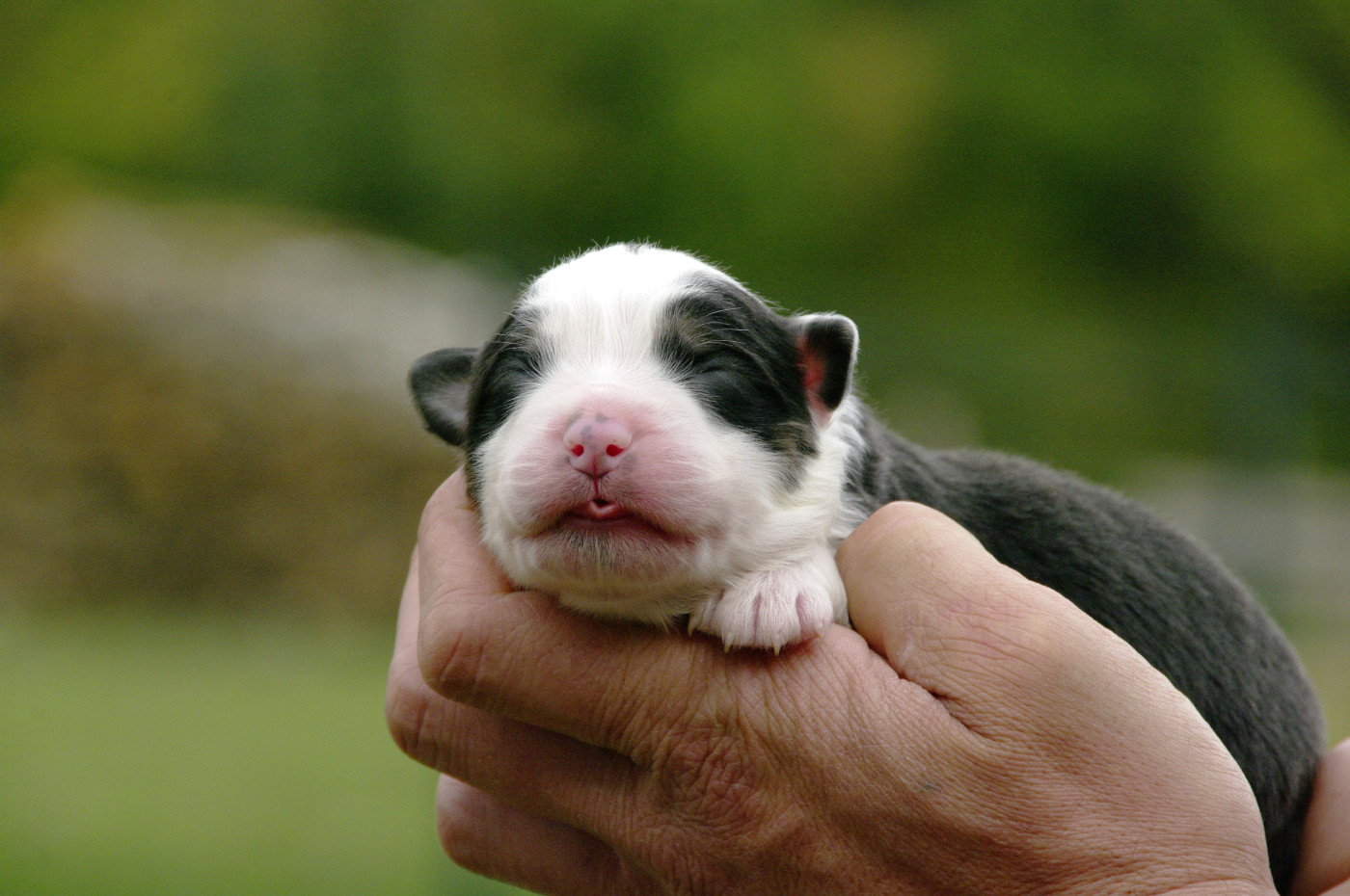 Des Bergers D'eden - Chiots disponibles - Berger Australien
