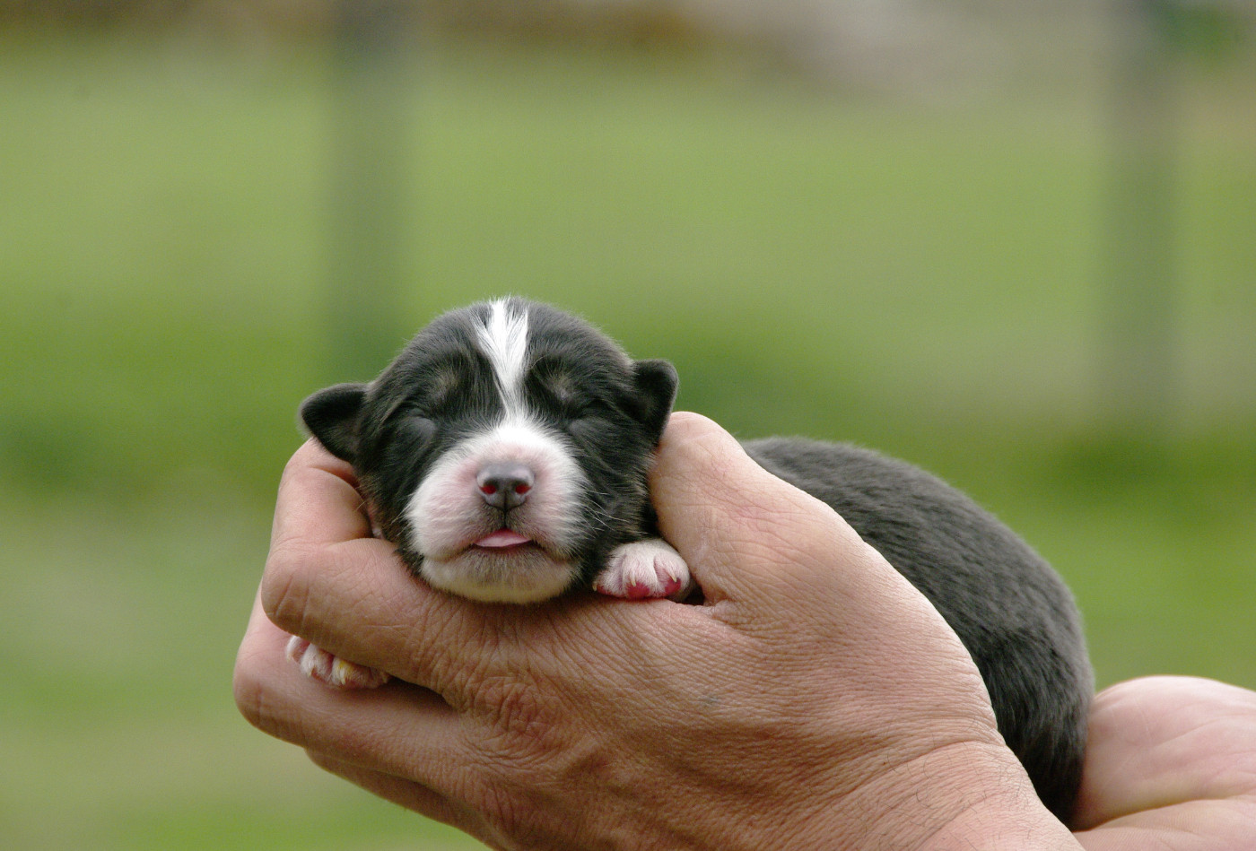 Des Bergers D'eden - Chiots disponibles - Berger Australien