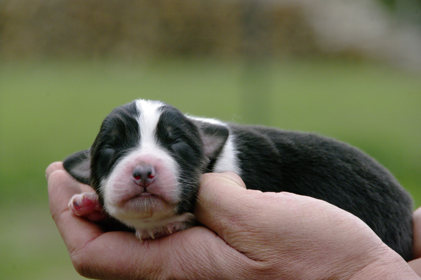 Des Bergers D'eden - Chiots disponibles - Berger Australien