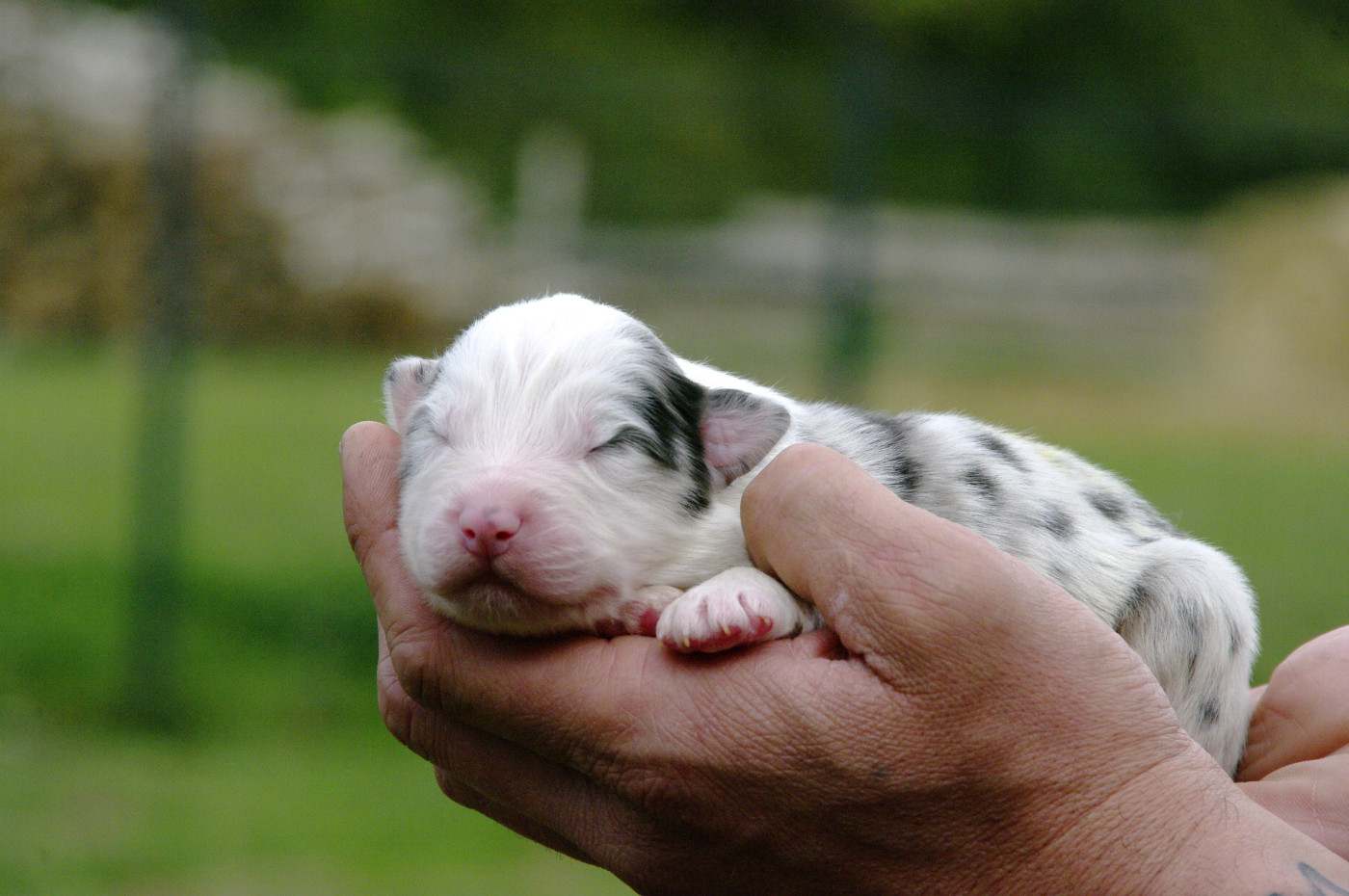 Des Bergers D'eden - Chiots disponibles - Berger Australien