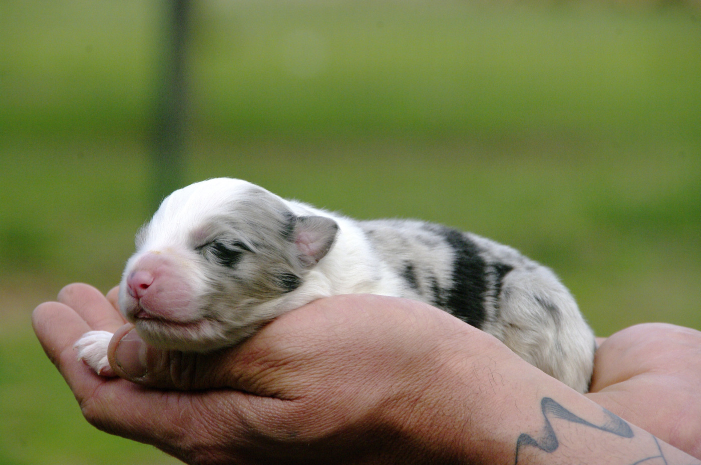 Des Bergers D'eden - Chiots disponibles - Berger Australien