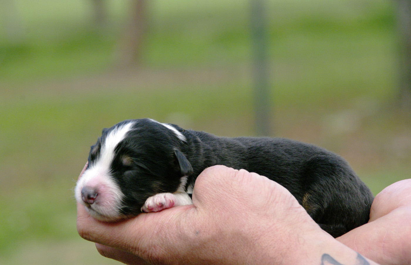 Des Bergers D'eden - Chiots disponibles - Berger Australien