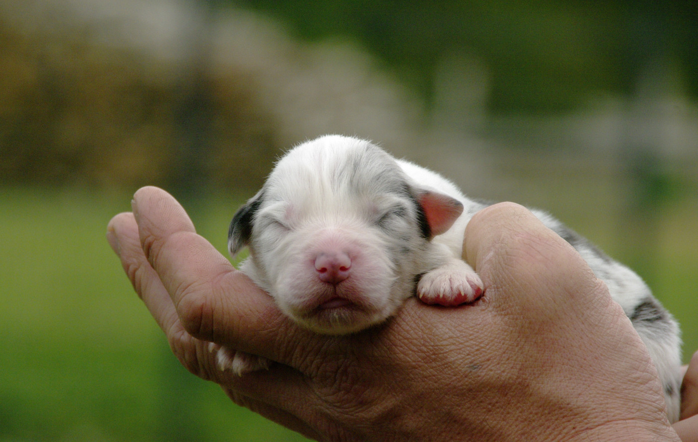 Des Bergers D'eden - Chiots disponibles - Berger Australien