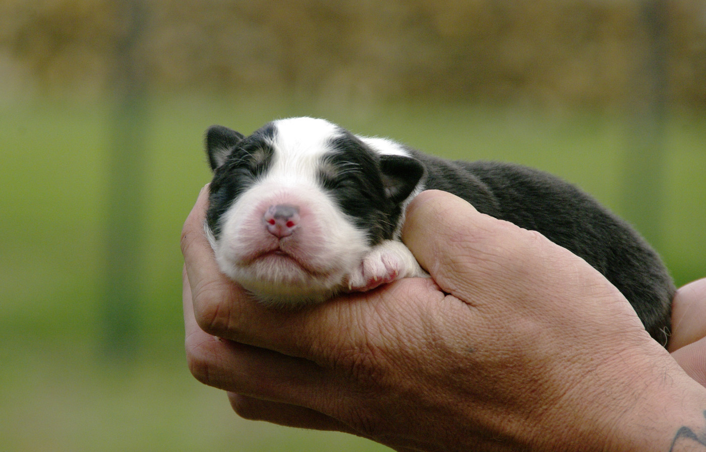 Des Bergers D'eden - Chiots disponibles - Berger Australien