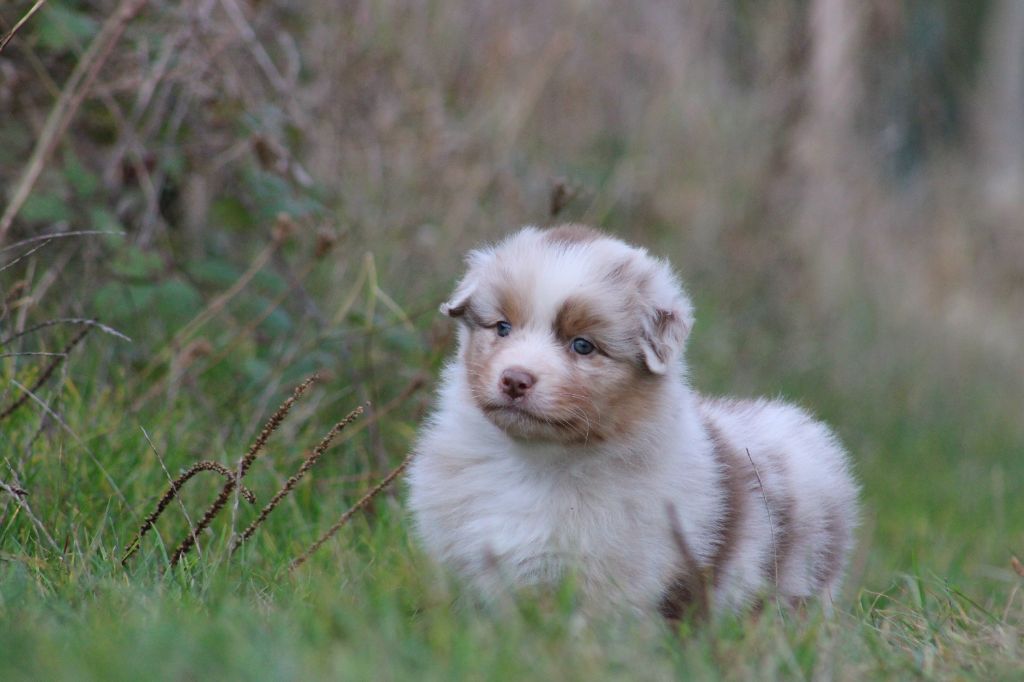 Des Bergers D'eden - Chiots disponibles - Berger Australien