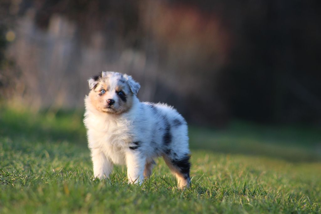 Des Bergers D'eden - Chiots disponibles - Berger Australien