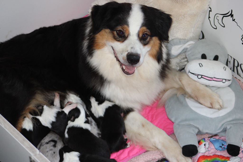 Chiot Berger Australien Des Bergers D'eden