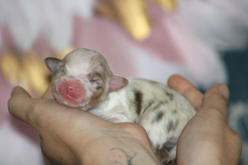 Des Bergers D'eden - Chiots disponibles - Berger Australien