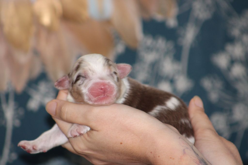 Des Bergers D'eden - Chiots disponibles - Berger Australien