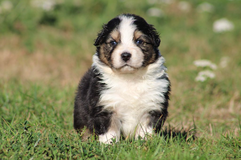 Des Bergers D'eden - Chiots disponibles - Berger Australien
