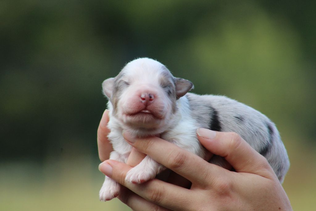 Des Bergers D'eden - Chiots disponibles - Berger Australien