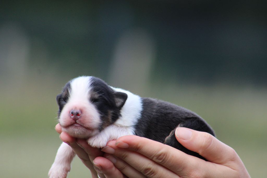 Des Bergers D'eden - Chiots disponibles - Berger Australien
