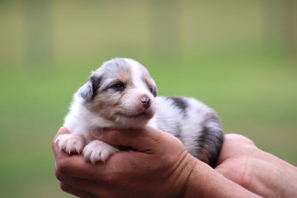Des Bergers D'eden - Chiots disponibles - Berger Australien