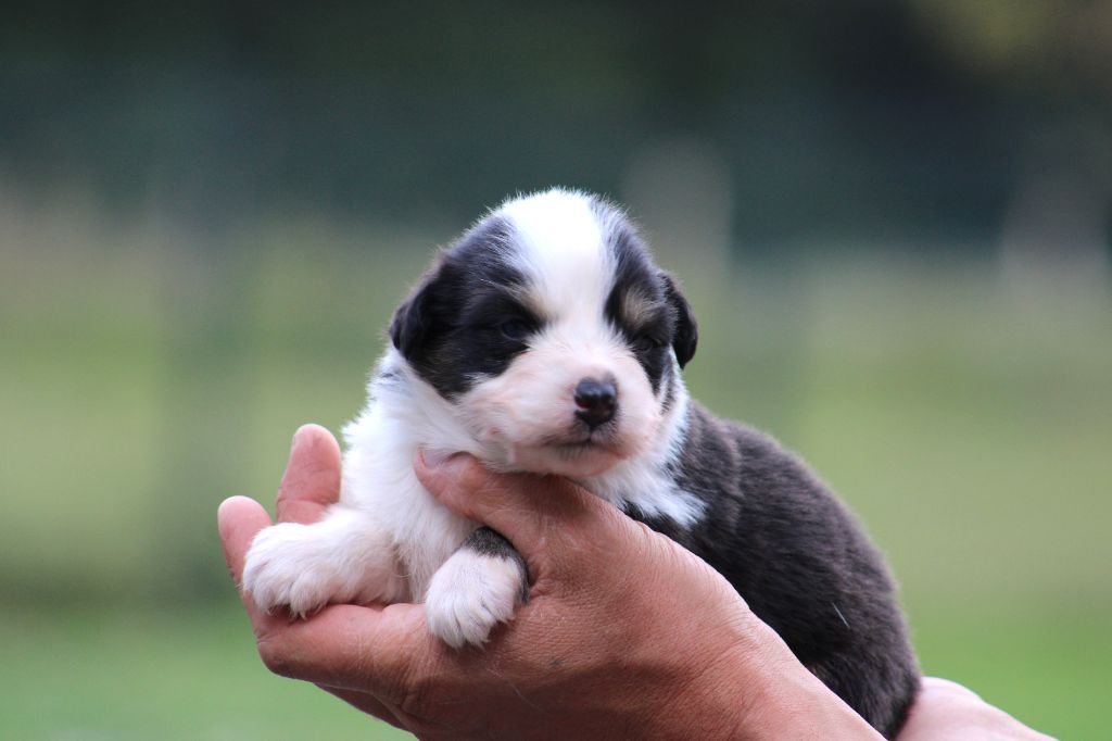 Des Bergers D'eden - Chiots disponibles - Berger Australien