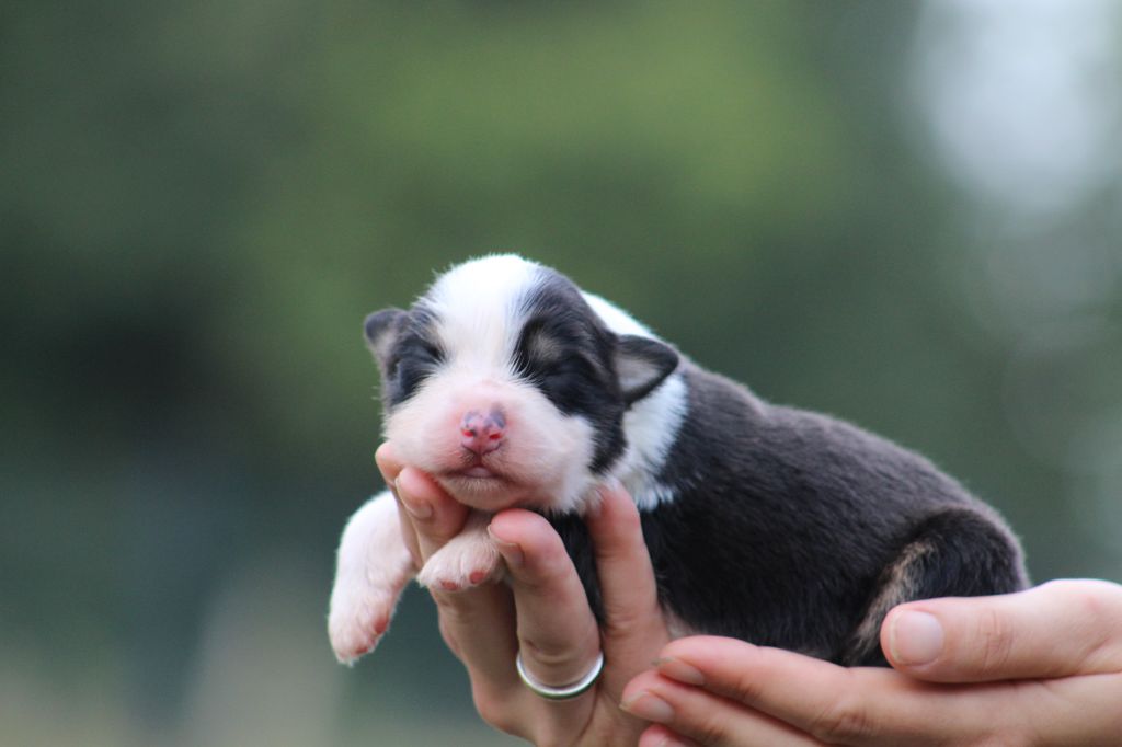 Des Bergers D'eden - Chiots disponibles - Berger Australien