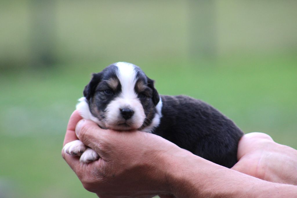Des Bergers D'eden - Chiots disponibles - Berger Australien