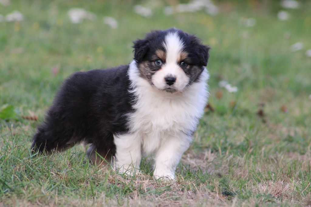 Des Bergers D'eden - Chiots disponibles - Berger Australien