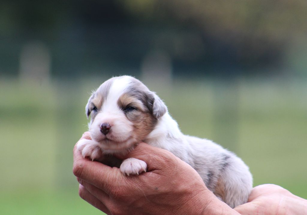 Des Bergers D'eden - Chiots disponibles - Berger Australien