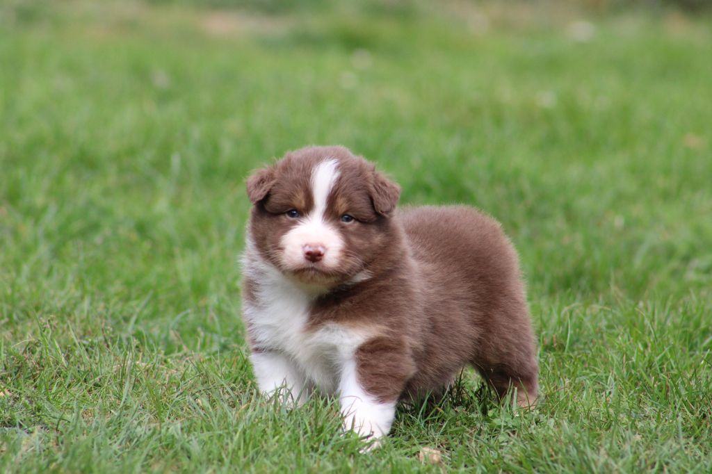 Des Bergers D'eden - Chiots disponibles - Berger Australien