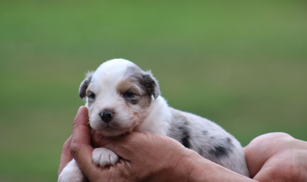 Des Bergers D'eden - Chiots disponibles - Berger Australien