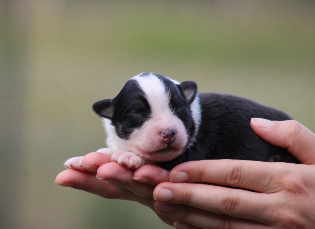 Des Bergers D'eden - Chiots disponibles - Berger Australien