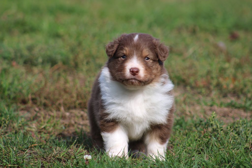 Des Bergers D'eden - Chiots disponibles - Berger Australien