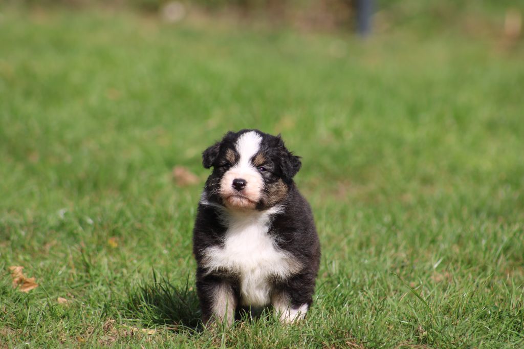 Des Bergers D'eden - Chiots disponibles - Berger Australien