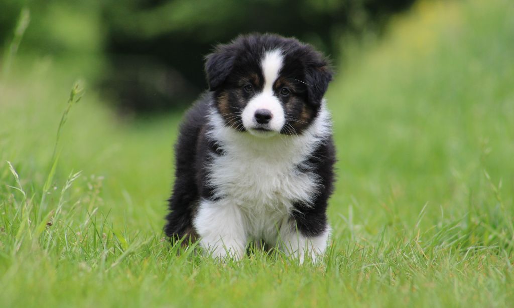 Des Bergers D'eden - Chiots disponibles - Berger Américain Miniature 