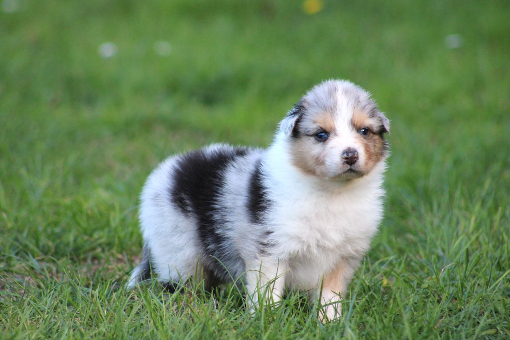 Des Bergers D'eden - Chiots disponibles - Berger Australien